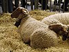 Mouton-rouge-du-roussillon SDA2013.JPG