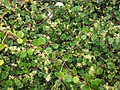 Muehlenbeckia complexa var. complexa.jpg