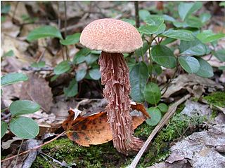 <i>Aureoboletus russellii</i> Species of fungus