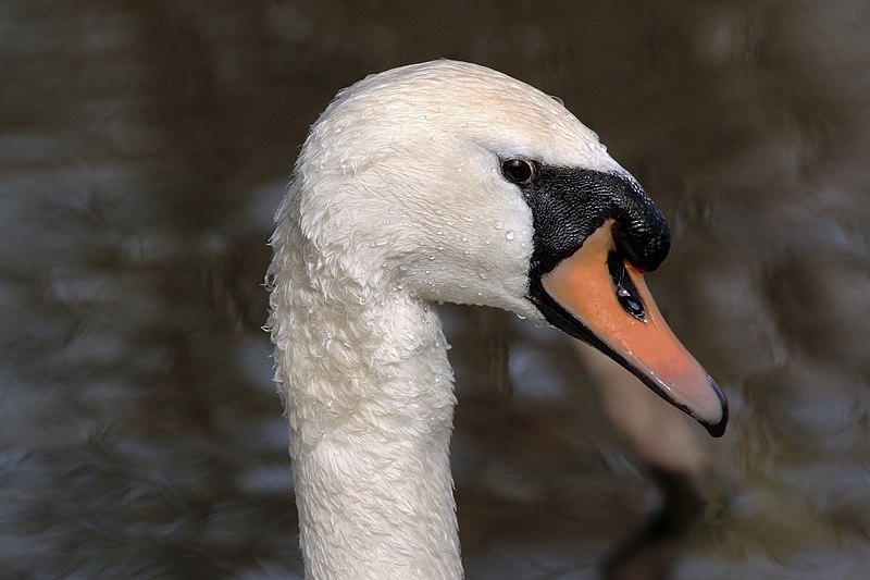 File:Mute swan (Cygnus olor) head.jpg