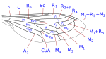 Mydidae wing veins as Dolichogaster.svg