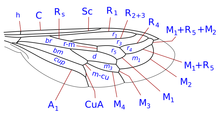 File:Mydidae wing veins as Dolichogaster.svg