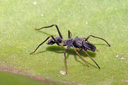 Паук муравей. Муравьиный паук скакун. Паук Myrmarachne. Myrmarachne japonica. Myrmarachne Magna.