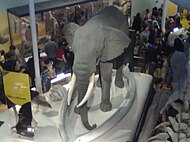 The elephant that wouldn't leave; this exhibit stayed in a corner through the renovations