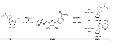 NRK1/2 mediated pathway from NR to NAD+ NRK1 and NRK2 mediated biosynthesis pathway from NR to NAD+.png