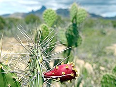 Opuntia cactus on the Macanao Peninsula.