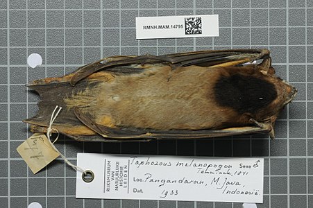 Naturalisov centar za biološku raznolikost - RMNH.MAM.14795 ven - Taphozous melanopogon - skin.jpeg