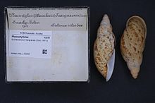 Eumecostylus hargravesi from the Solomon Islands. Naturalis Biodiversity Center - RMNH.MOL.170350 - Eumecostylus hargravesi (Cox, 1871) - Placostylidae - Mollusc shell.jpeg