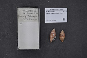Naturalis Biodiversity Center - RMNH.MOL.217279 - Vexillum moelleri (Küster, 1840) - Costellariidae - Mollusc shell.jpeg
