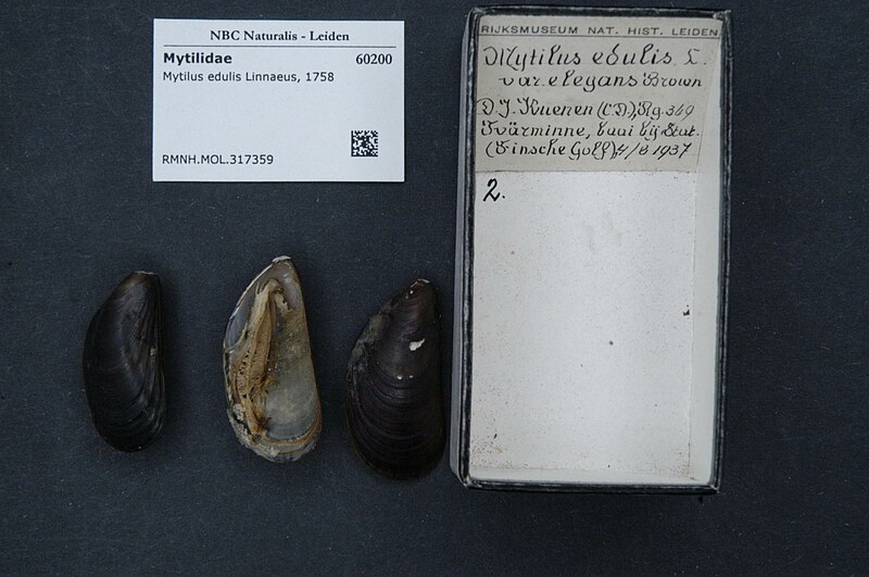 File:Naturalis Biodiversity Center - RMNH.MOL.317359 - Mytilus edulis Linnaeus, 1758 - Mytilidae - Mollusc shell.jpeg