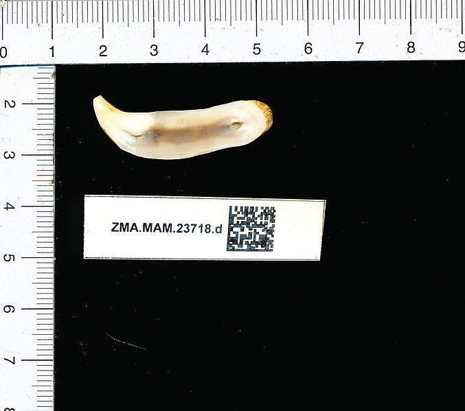 File:Naturalis Biodiversity Center - ZMA.MAM.23718.d reg - Phoca vitulina Linnaeus, 1758 - tooth-teeth.jpeg