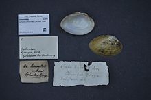 Naturalis Bioxilma-xillik markazi - ZMA.MOLL.418098 - Lampsilis binominata Simpson, 1900 - Unionidae - Mollusc shell.jpeg