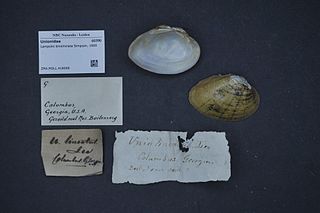 Lined pocketbook Species of bivalve