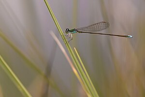 Macho adulto de libélula anã (Nehalennia speciosa)