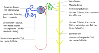 Ein Nephron ist die funktionel