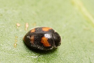 Scymninae Subfamily of beetles