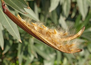 Semillas de adelfa (Nerium oleander)