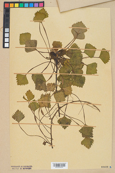 File:Neuchâtel Herbarium - Trapa natans - NEU000046294.jpg