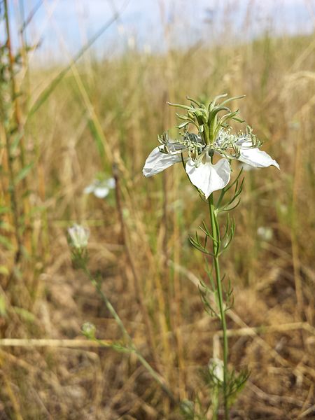 File:Nigella arvensis sl11.jpg