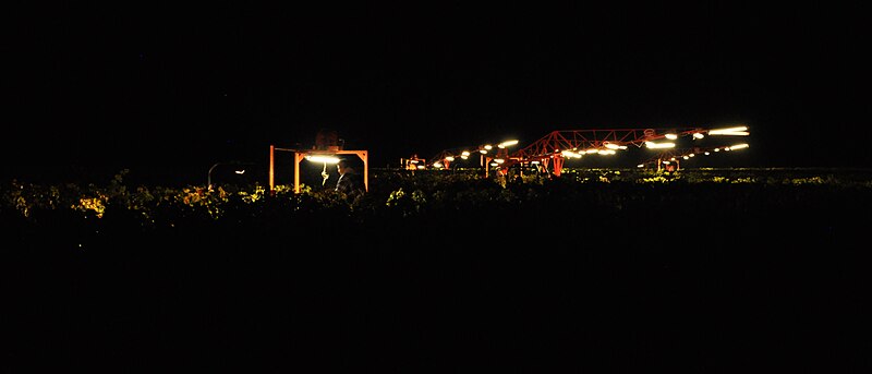 File:Night Harvest of wine grapes. Napa, California.JPG