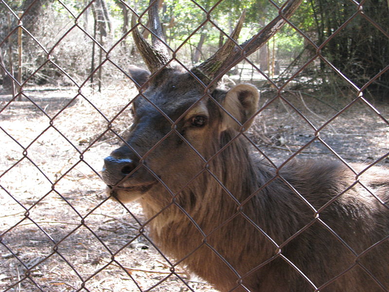 File:Nisargadhama deer.jpg