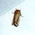 Noctuidae. Mythimna (s.l.) sp. - Flickr - gailhampshire.jpg