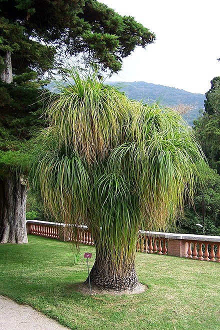 Tree-like habit created by secondary thickening in Beaucarnea recurvata