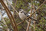 Thumbnail for File:Northern mockingbird in Green-Wood Cemetery (03570).jpg