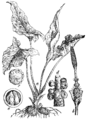 Arum maculatum Pikasti kačnik plate 134 in: Martin Cilenšek: Naše škodljive rastline Celovec (1892)
