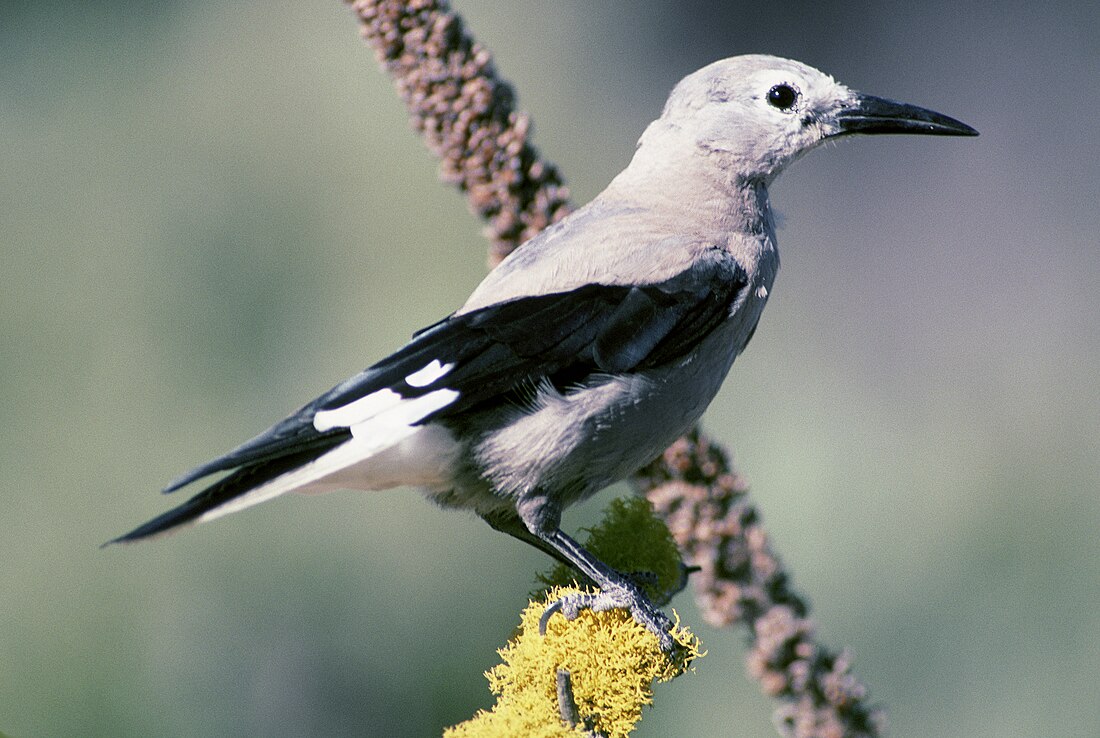 Nucifraga columbiana