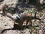 Numbat