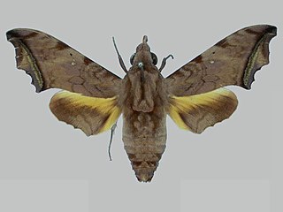 <i>Nyceryx janzeni</i> Species of moth