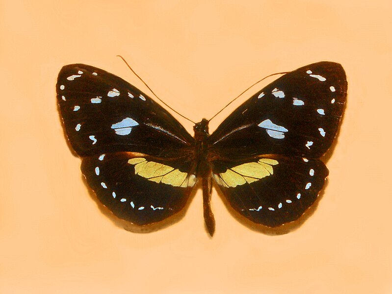 File:Nymphalidae - Elzunia humboldt bonplandii.JPG