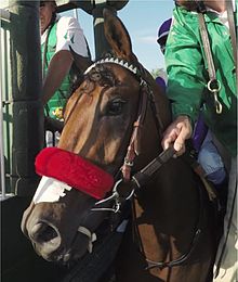 Nyquist in the starting gate at the Kentucky Derby Nyquist at the 2016 Kentucky Derby.jpg