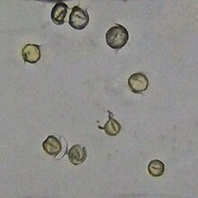 Pollen of Oxalis corniculata O-Corniculata-photo 2019-05-24 14-20-17.jpg