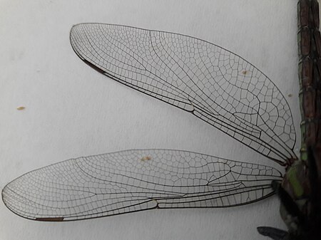 ไฟล์:Odonata wing (closeup) v2.jpg