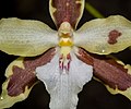 Oncidium aurarium