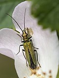 Oedemera nobilis (female).jpg