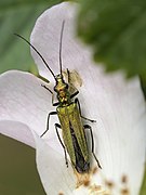 ♀ Oedemera nobilis