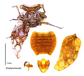 Oiophysa pendergrasti