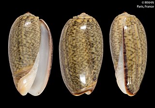 <i>Oliva lecoquiana</i> Species of gastropod
