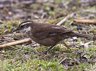 Olrogs cinclodes species of bird