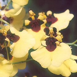 Oncidium varicosum var. Baldin - Wikipedia, la enciclopedia libre