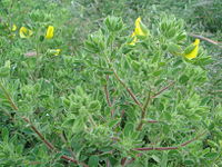 Ononis pubescens