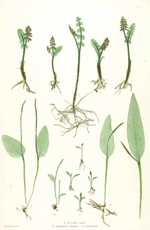 Vorschaubild für Thomas Moore (Botaniker)