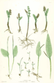 Ophioglossum vulgatum (B) Thomas Moore (ed: John Lindley), The ferns of Great Britain and Ireland London 1857