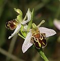 Ophrys apifera var. aurita