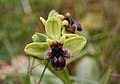 Ophrys bombyliflora Italy - Sicily Cavagrande del Cassibile