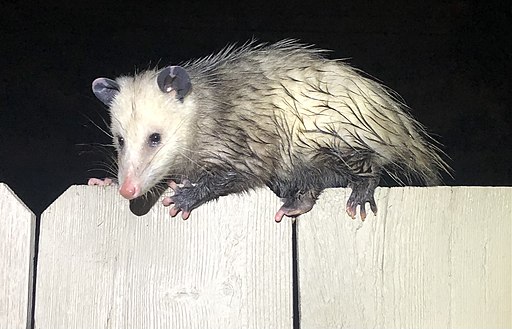 Opossum (March 2021)