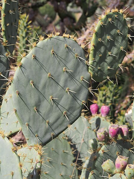 File:Opuntia engelmannii var. lindheimeri Opuncja 2023-02-24 01.jpg